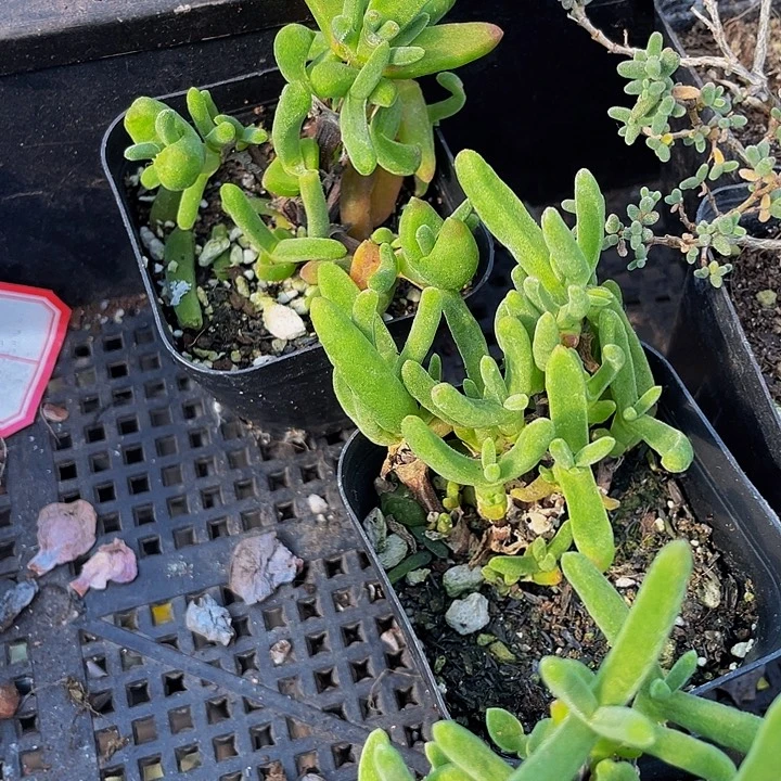 兔子枝干带盆土发