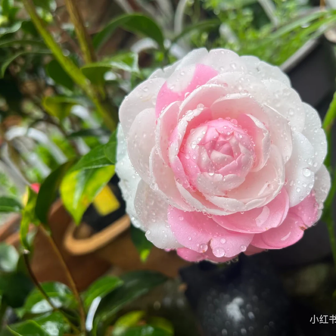 斑水屋山茶花稀有品种