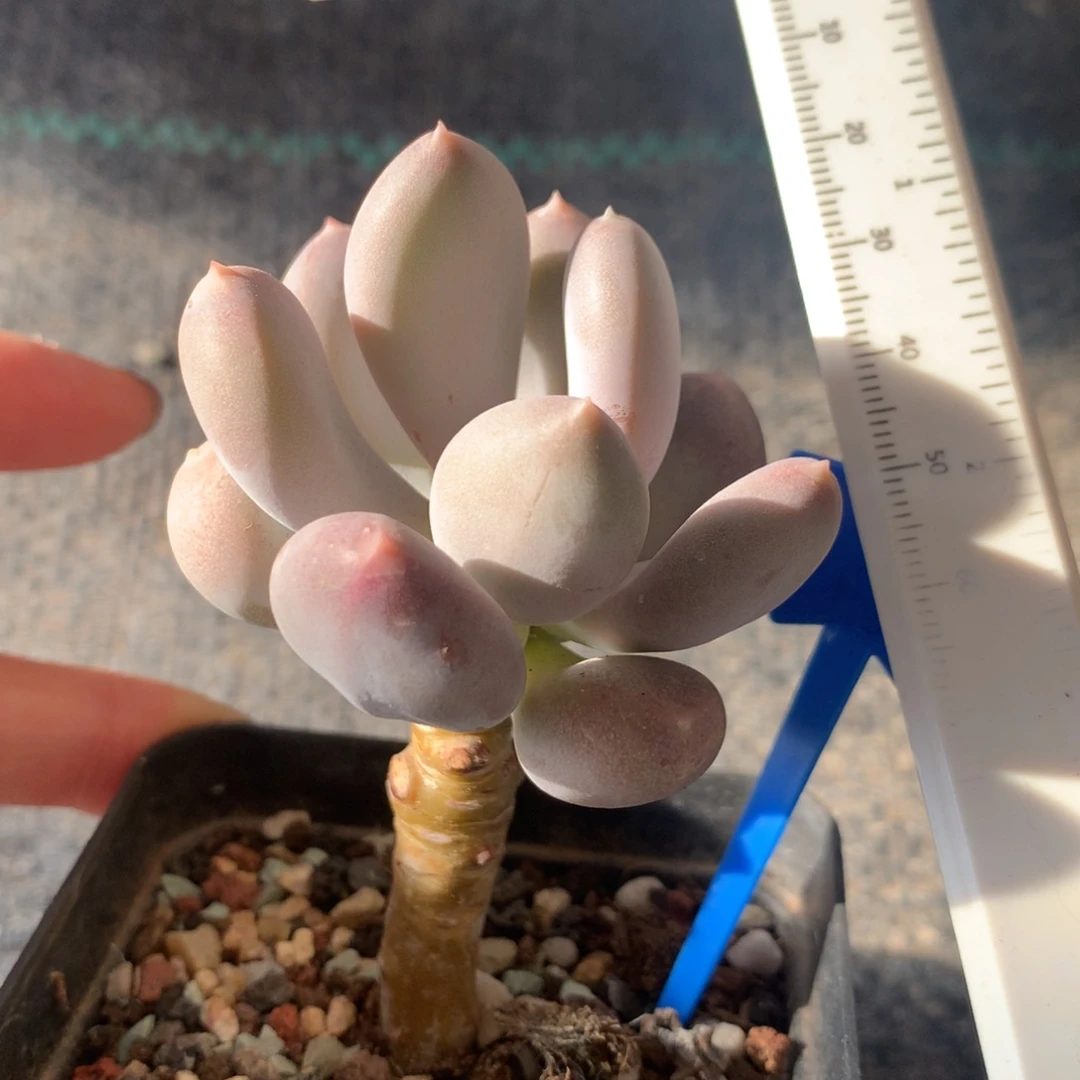 小屁桃奶酪多肉小屁桃