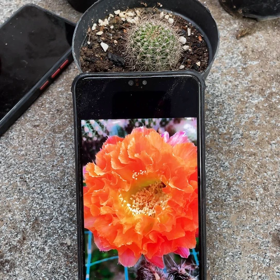 小*姐千层酥自根球3公分以上