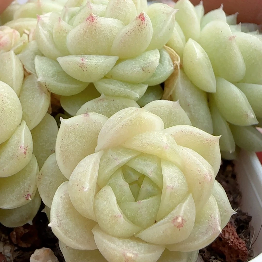 原****啊【闪购商品】0117-28包子优选麦杆