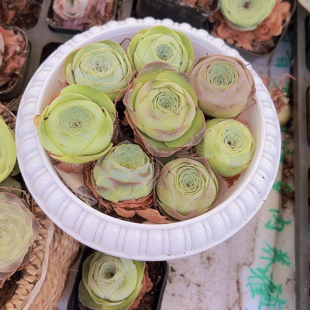 精品寿桃8颗玫瑰玫瑰