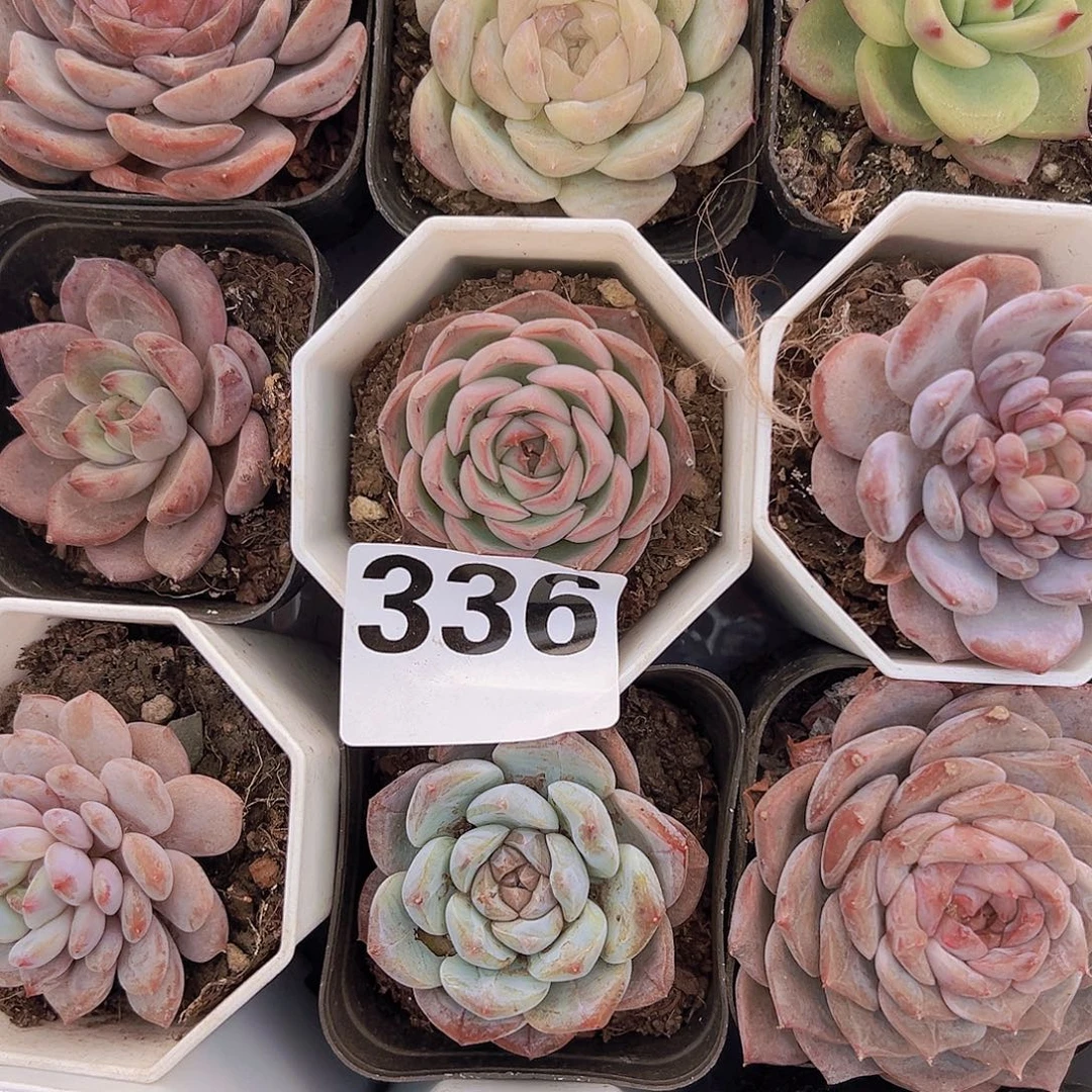 336一物一拍19包邮