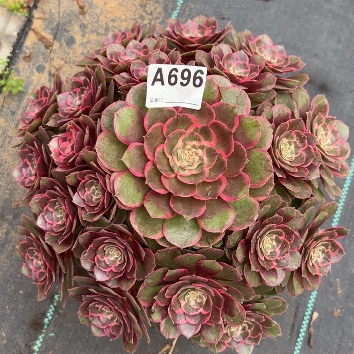 696粉花妖30厘米左右