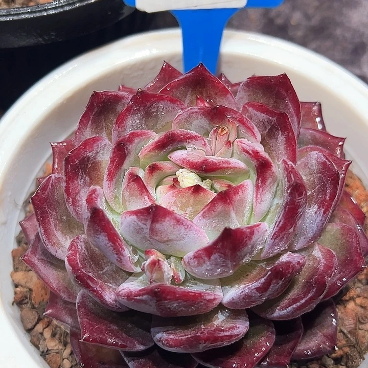 3.86紫罗兰一个带盆