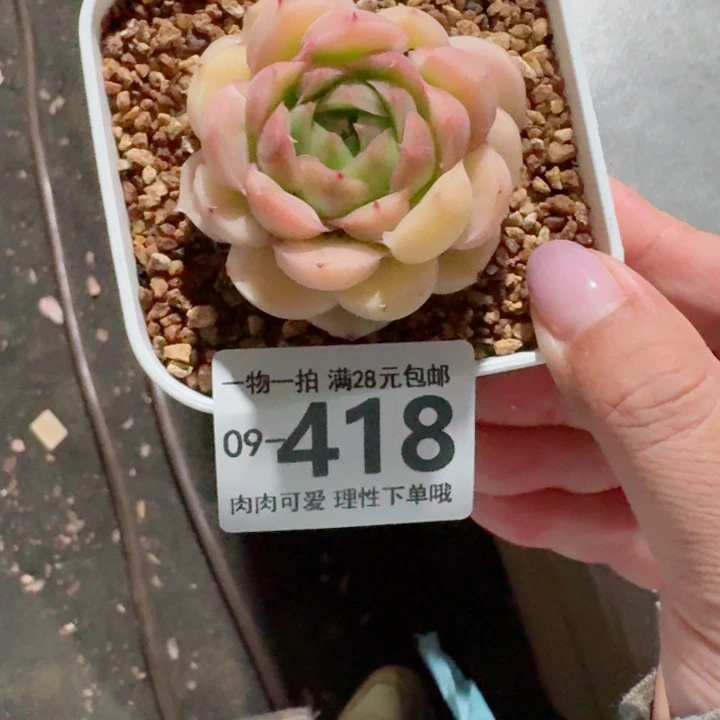 水晶虾饺无盆土发货多