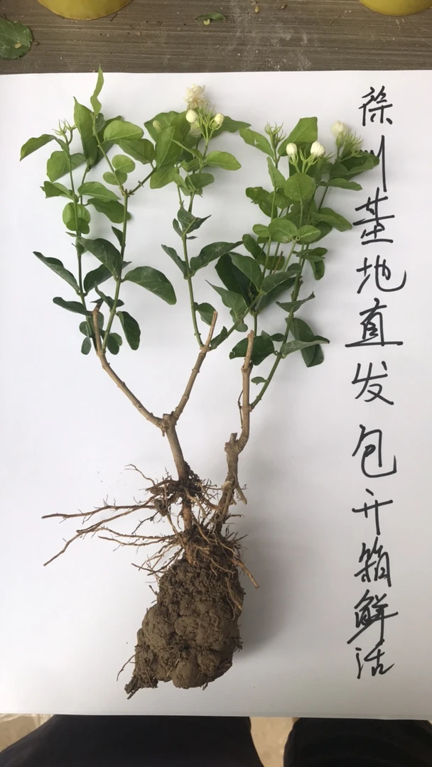 精品茉莉花苗 重瓣小苗茉莉花 徐州基地直发花朵不包持续开花