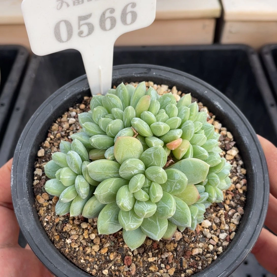0566百达翡翠不带盆8厘米