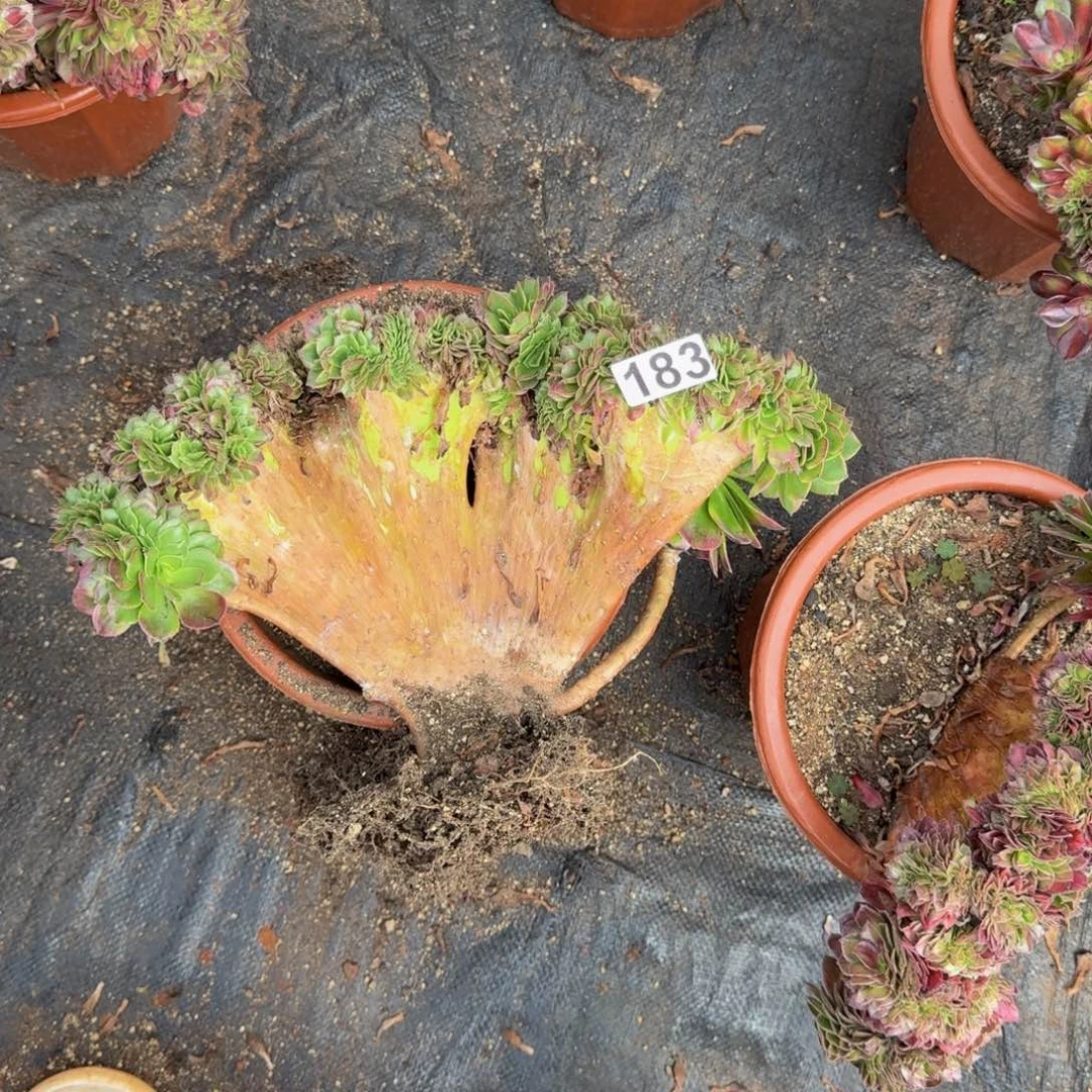 辣***爸183多肉植物海王缀