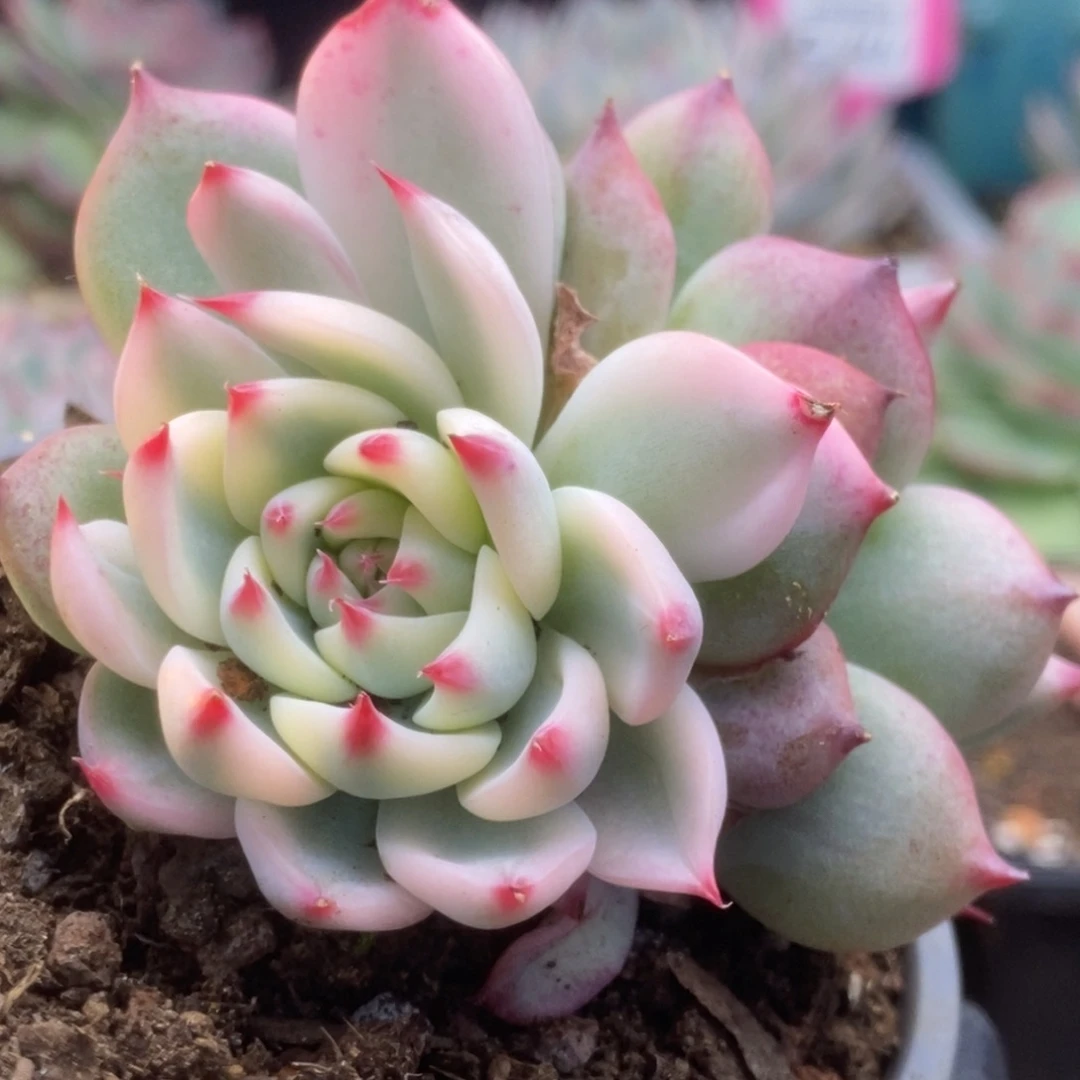 032锦锦锦锦锦锦锦