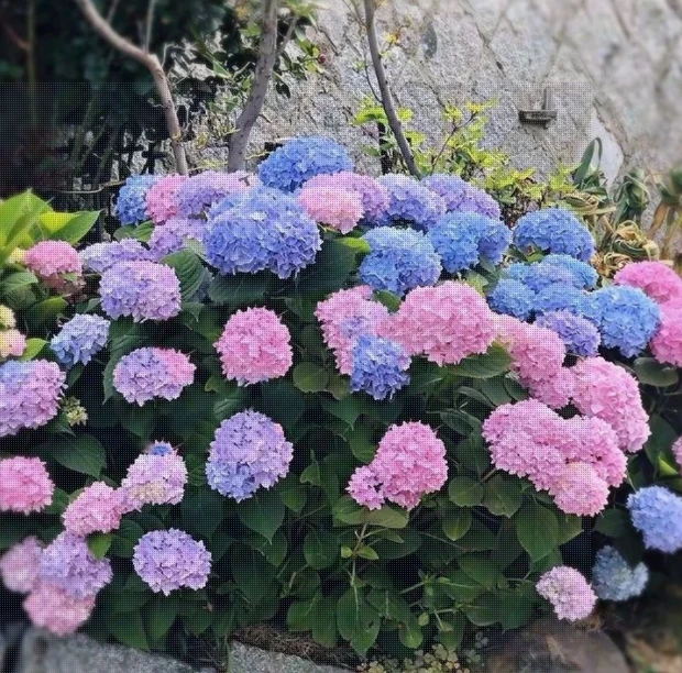 【福利品】无尽夏绣球四季开花云南昆明基地直发