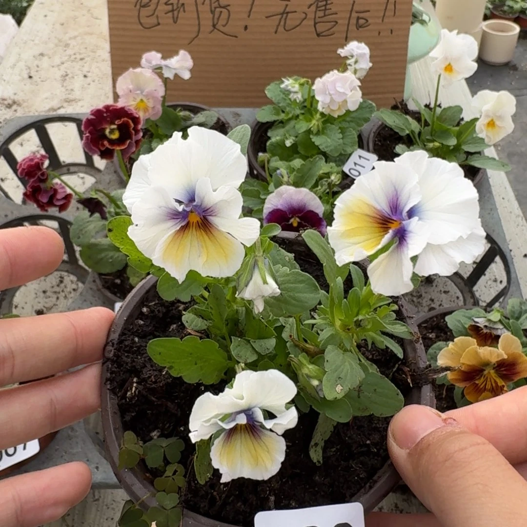 大部分花苞少量开放030