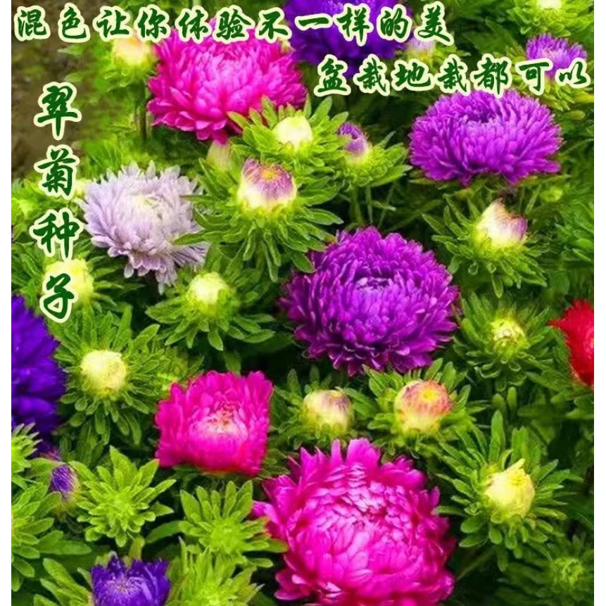 【矮杆混色翠菊种子】四季种植盆栽地栽阳台小院种植