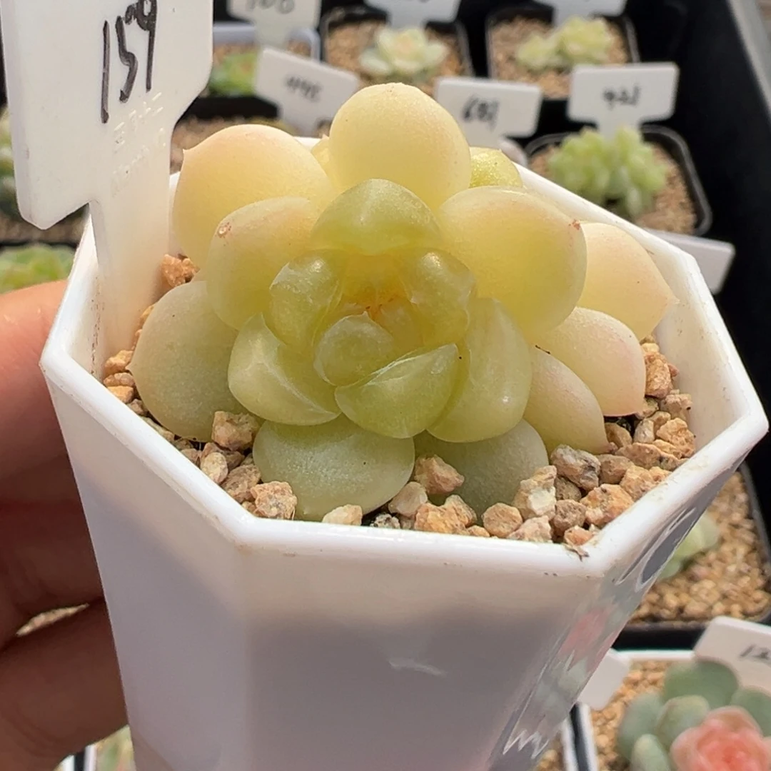 159号财富密码现金