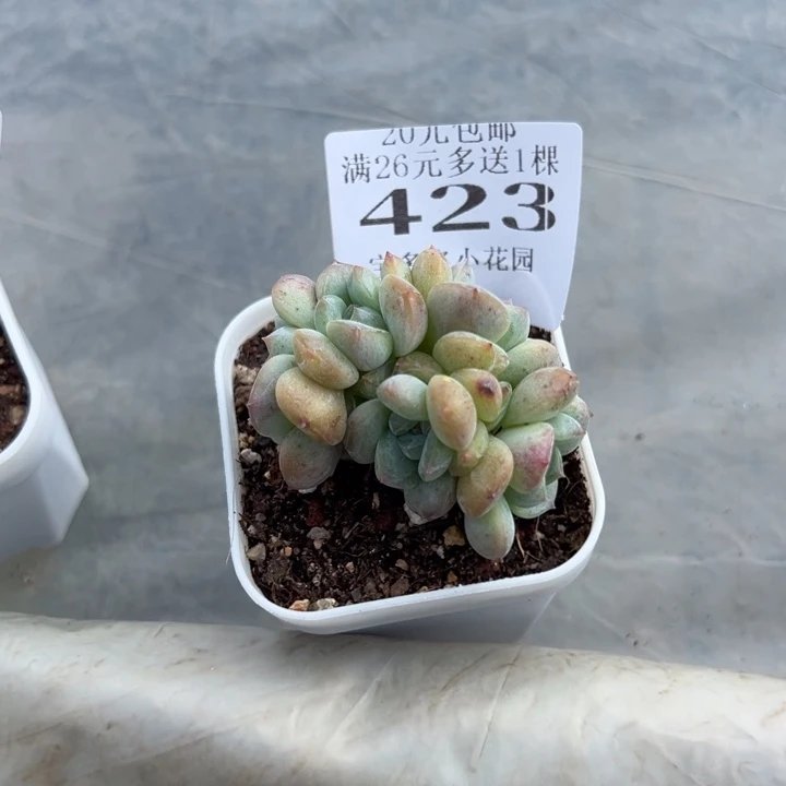 筠***溪423号量拍多肉满20元包邮满26送一颗下午发