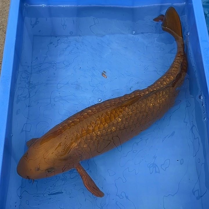 海水鱼赤目芒果茶鲤