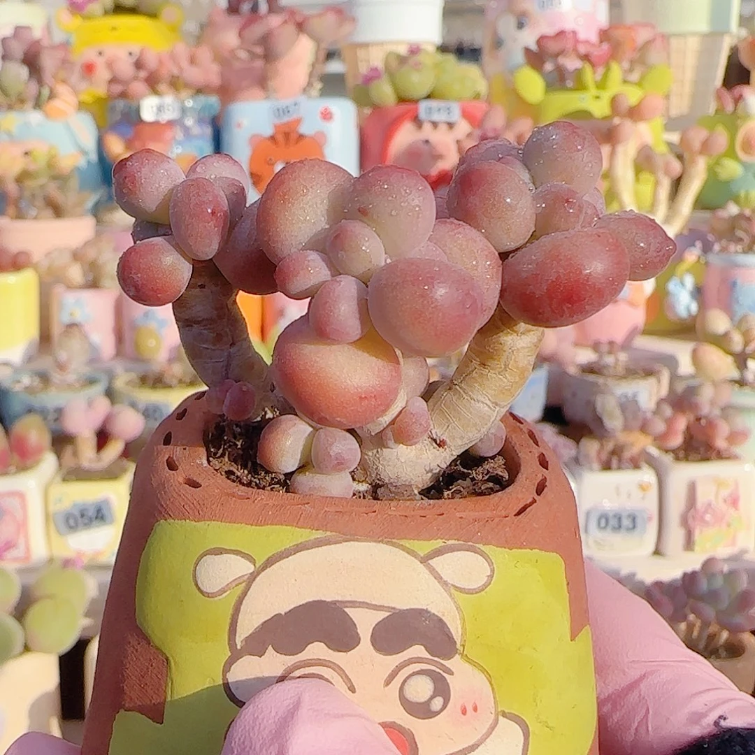 L 苹果奶杂交 盆口4cm