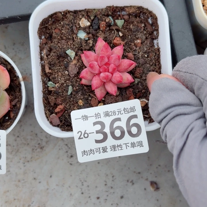金鱼姬多肉无盆土发货无
