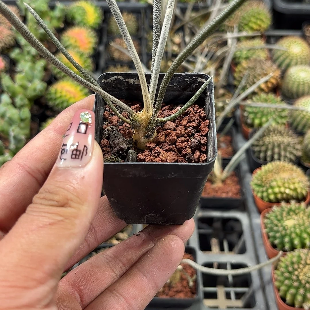 美杜莎单头发货单头发