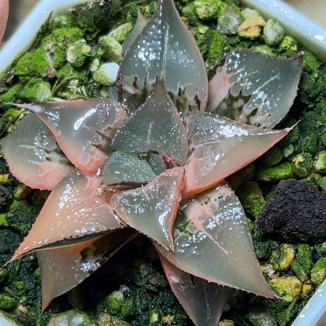 恭喜发财大吉大利0054