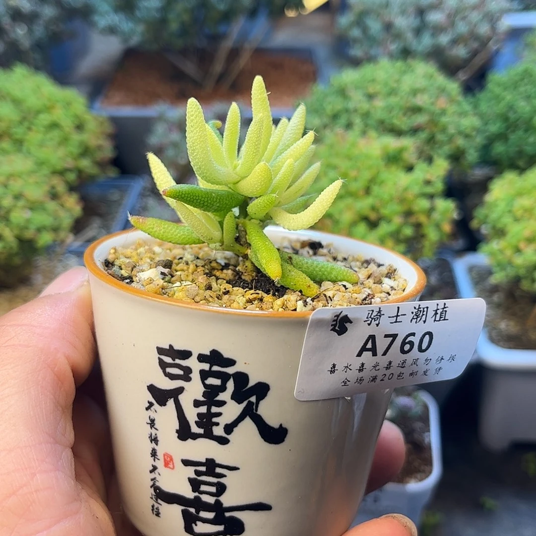 760玉米锦枝干番杏