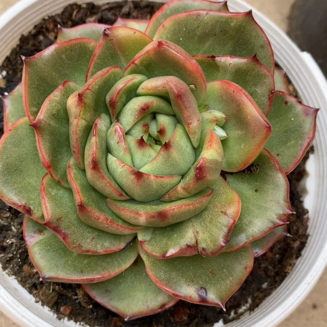 无花朵东云系多肉植物