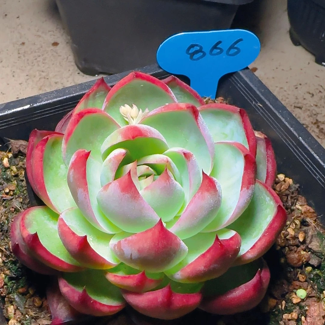 惊鸿仙子一物一拍866号