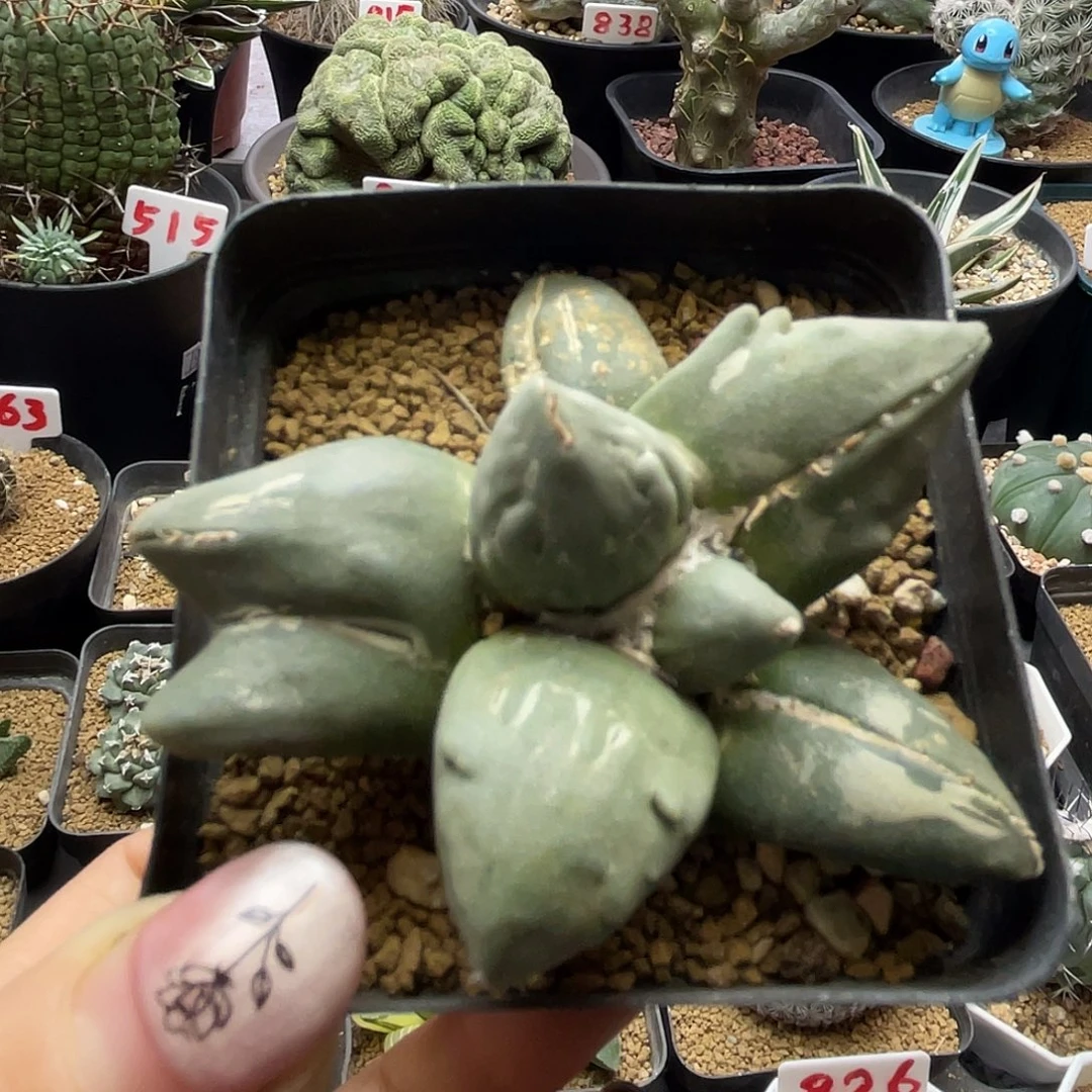 蛋尤变异牡丹仙人球