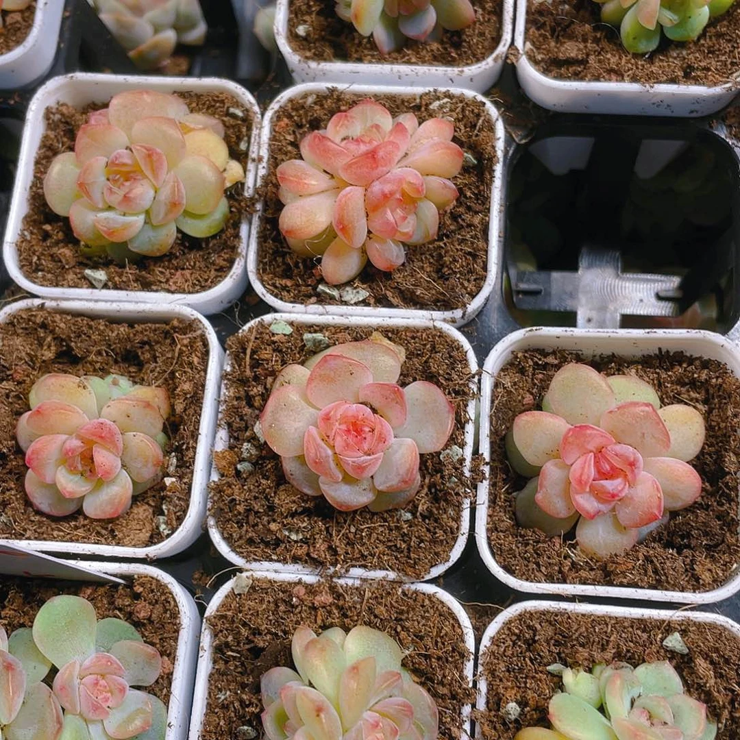 风花雪月49号盆一个满25包邮