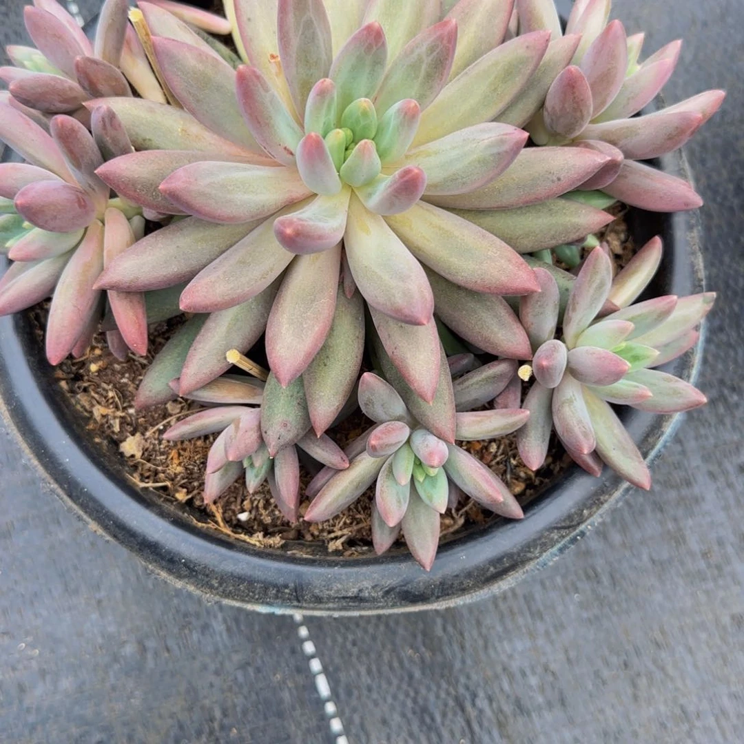 无花朵小***猪A67，红蜻蜓SP