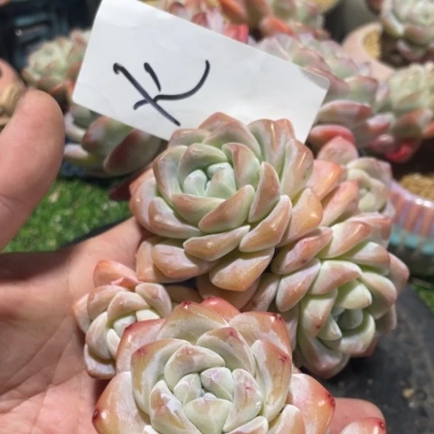 火专拍冰玉老桩两颗群生