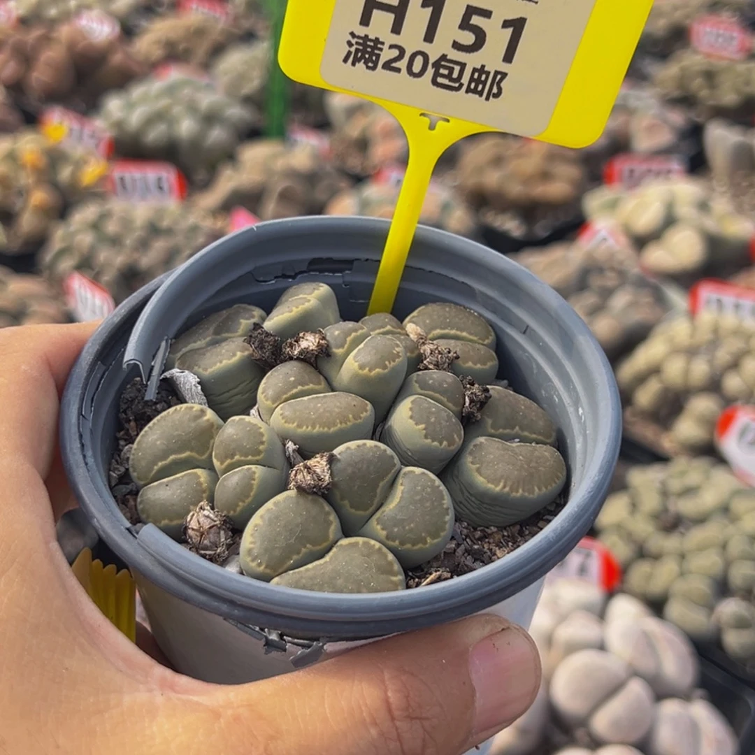 毒***花151 生石花大群生大群生
