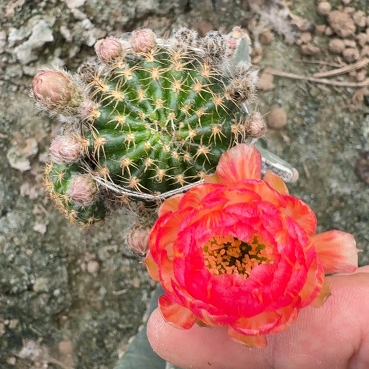 342量天尺嫁接丽花美花3掰花脱土发货斑