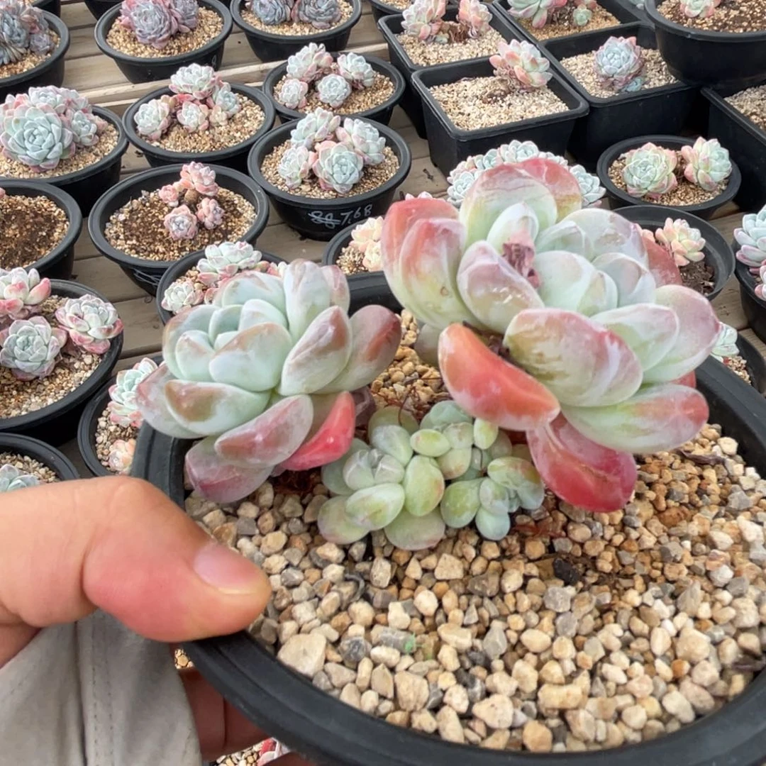 冰玉一物一拍不支持退换