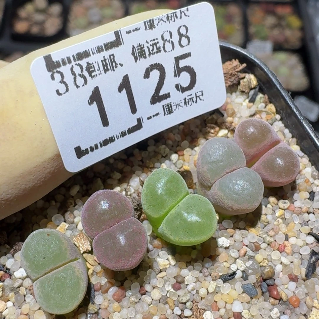 zzzz精品生石花1125