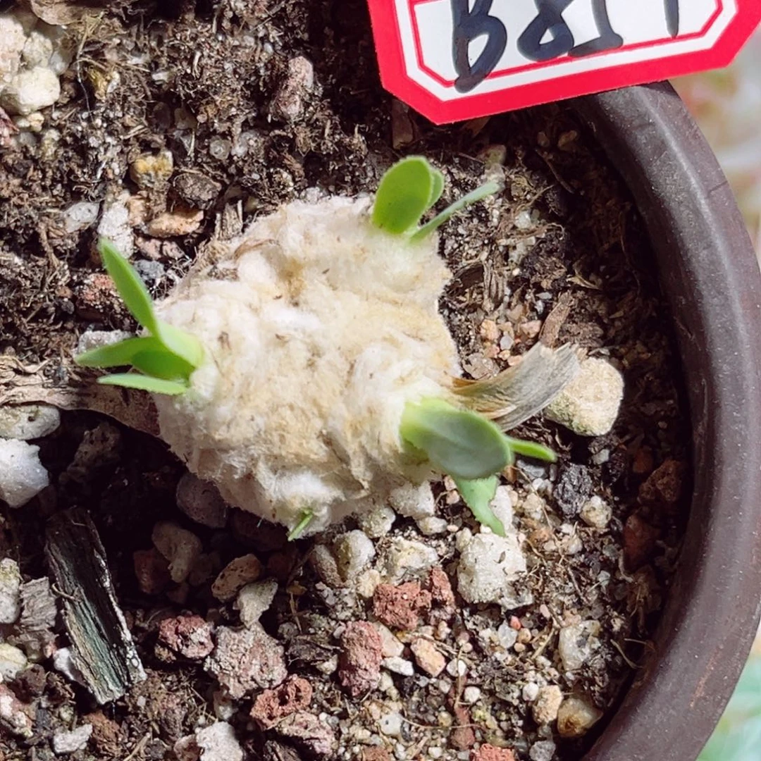 二***三B851 一物一拍 厚墩菊