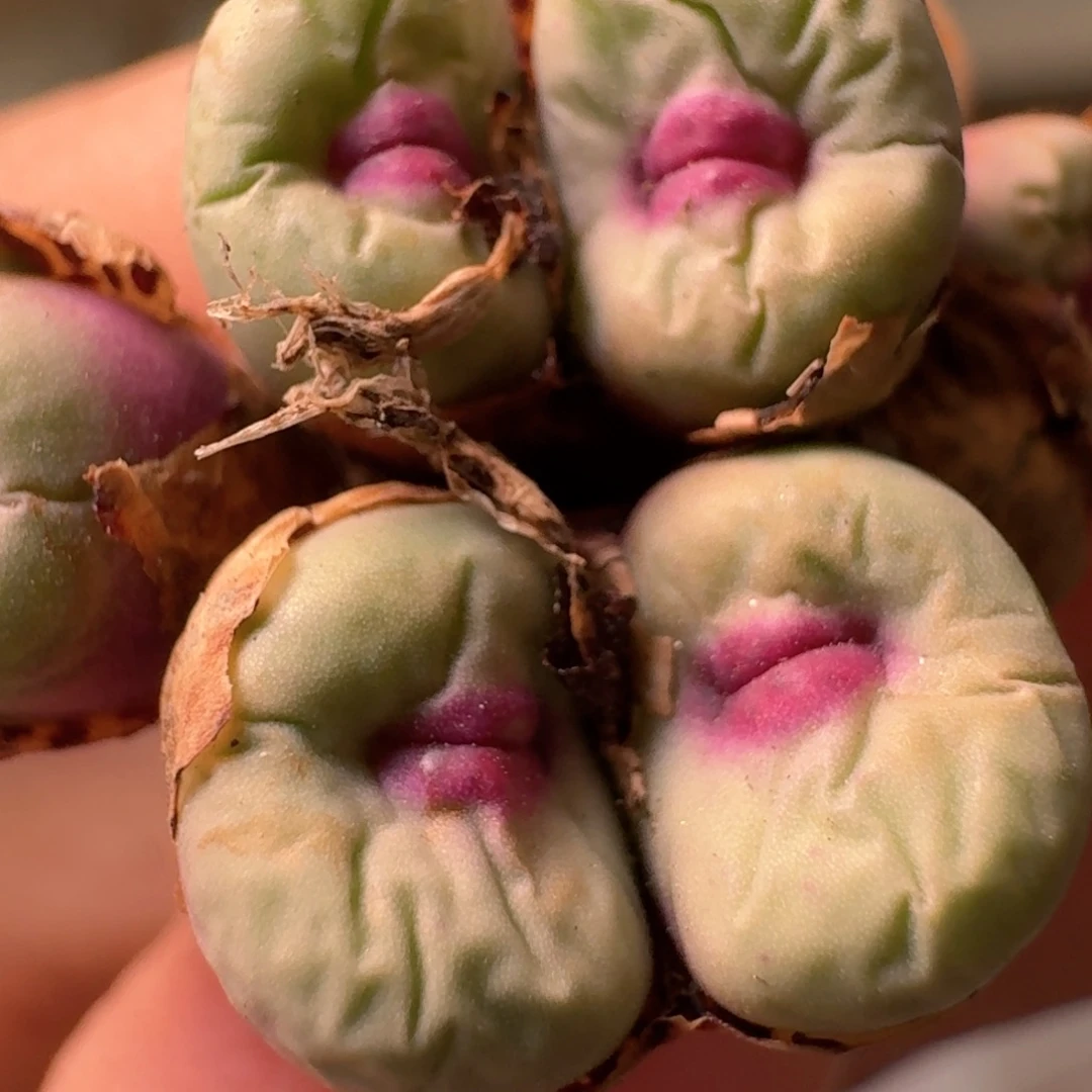 28-144pppppppopp0094