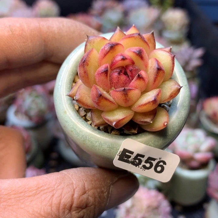 E556一物一拍连盆发