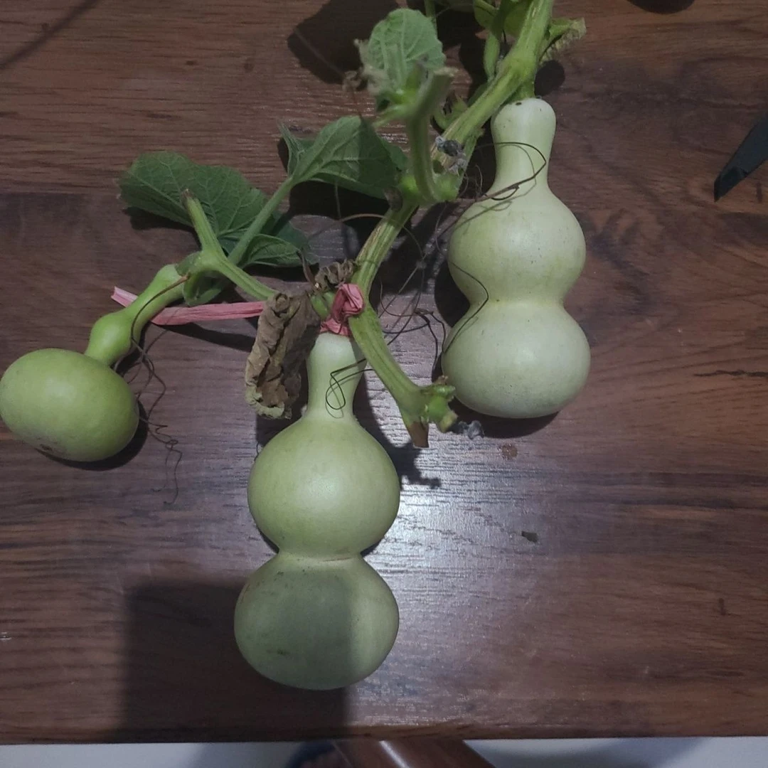 精品葫芦八宝金蟾蚂蚁山亭组合商品（直播专用，包成不保龙头）
