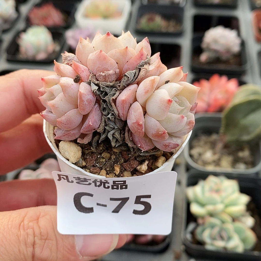 C75一物一拍满9.9包邮