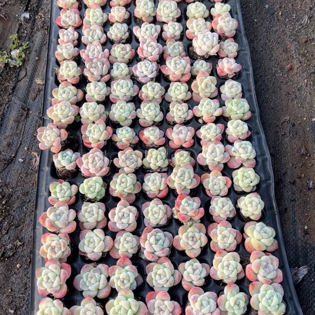 精控冰玉单头到手5颗大小3cm 量拍多肉满18包邮