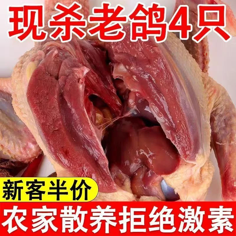 现杀乳批发土汤三年现杀现杀鸽子现杀新鲜顺丰包邮乳鸽