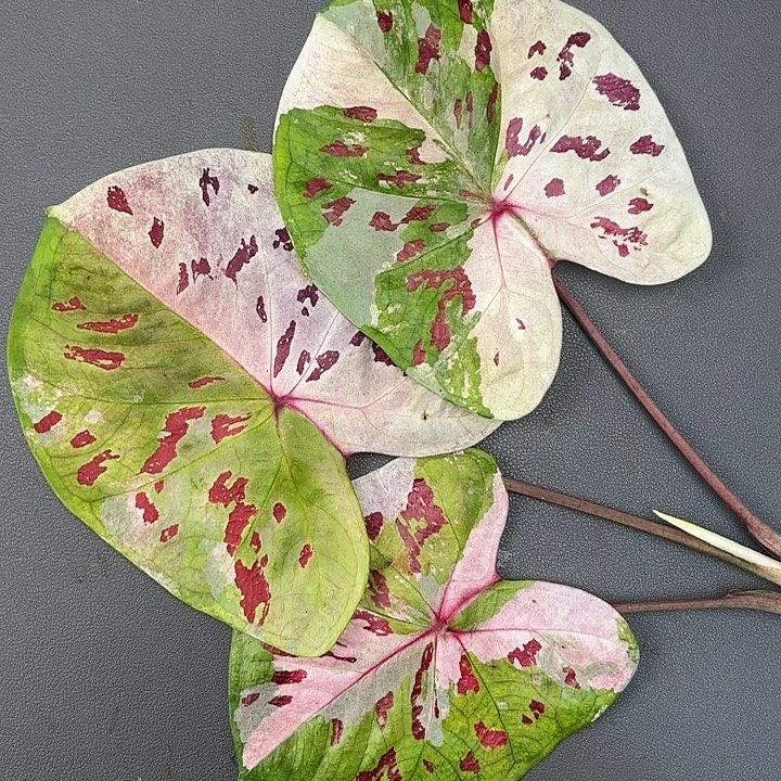 50-1117白Rose广东现货