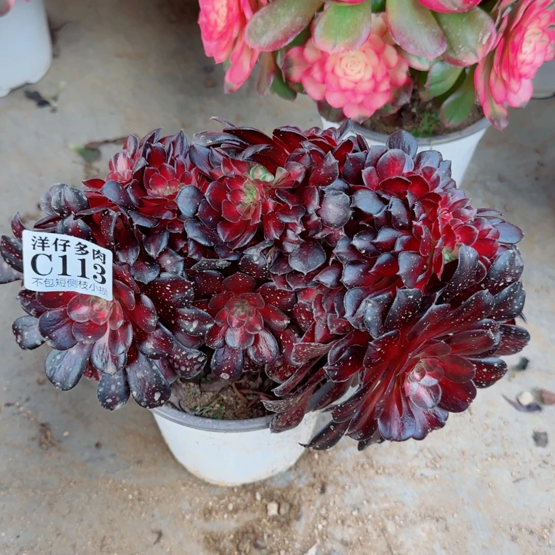 113华纳法师园艺官服25左右2号