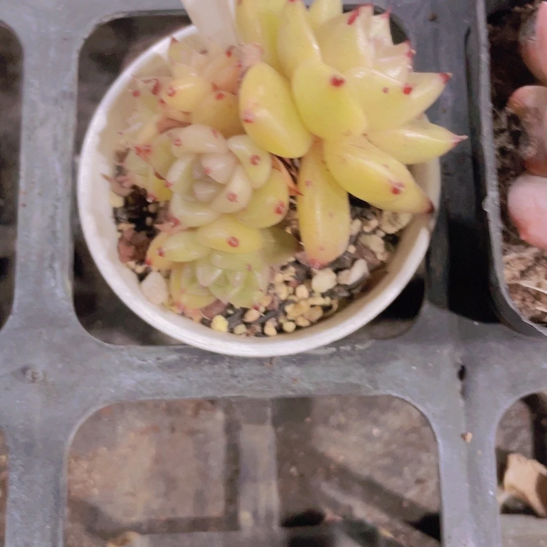 ?***e麦秆油透e055一物一拍