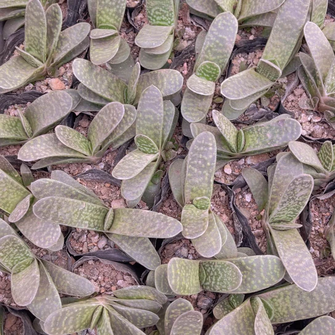 子宝特价，满9.9包邮