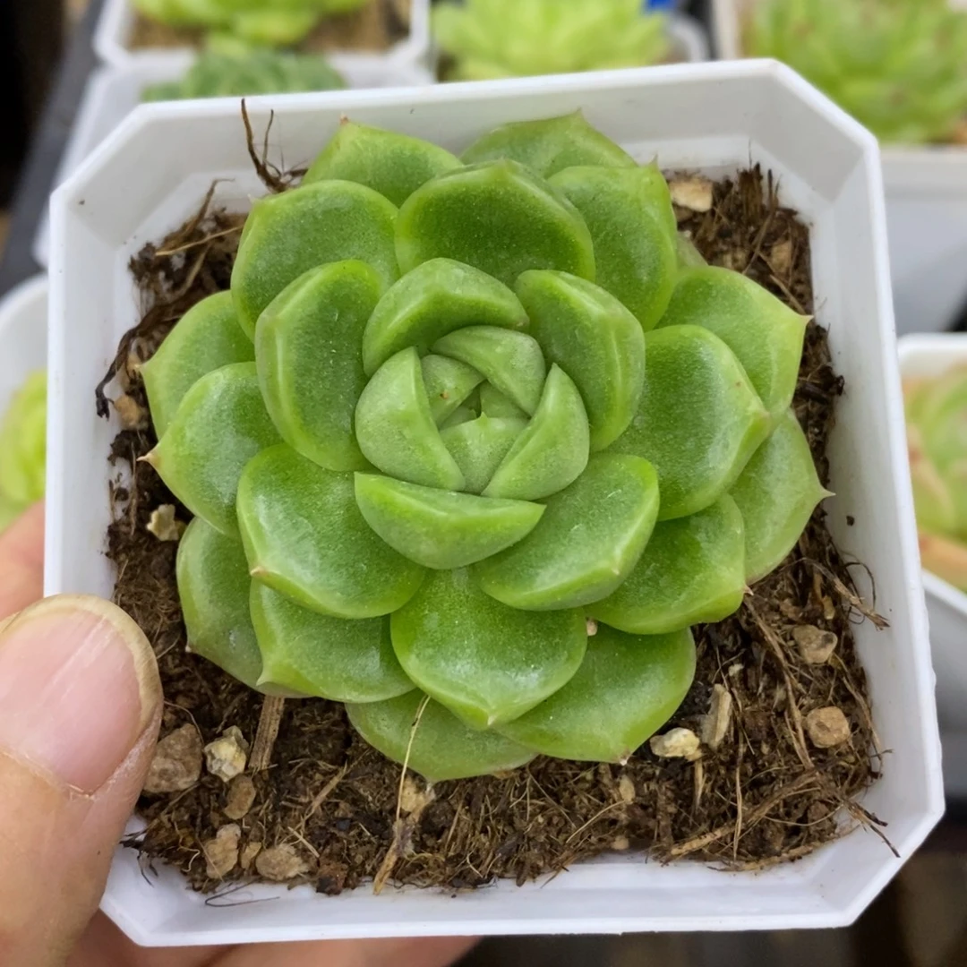 精品多肉一物一拍不包整100