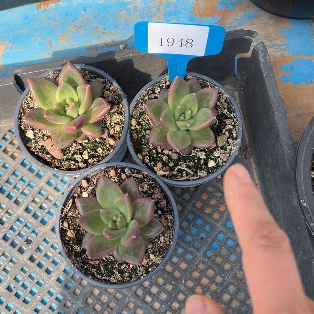 1948肉多哦多么多么