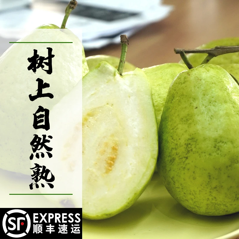 广州南沙白心番石榴3斤/5斤 爽脆多汁 低糖清甜 咸淡水种植现摘现发顺丰包邮新鲜