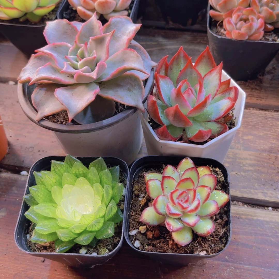 粉饺子皮 惊鸿 肉酱 宝莲灯